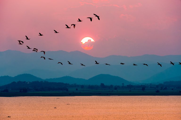 Bando de pássaros voando sobre montanhas ao pôr do sol